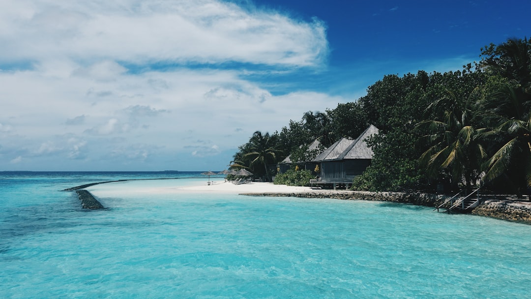 Green palm trees near body of water